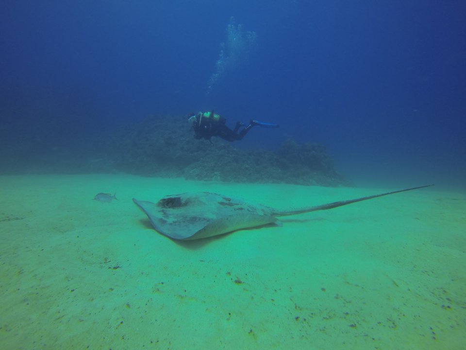 Huge ray and a Northdiving Lanzarote guest at 