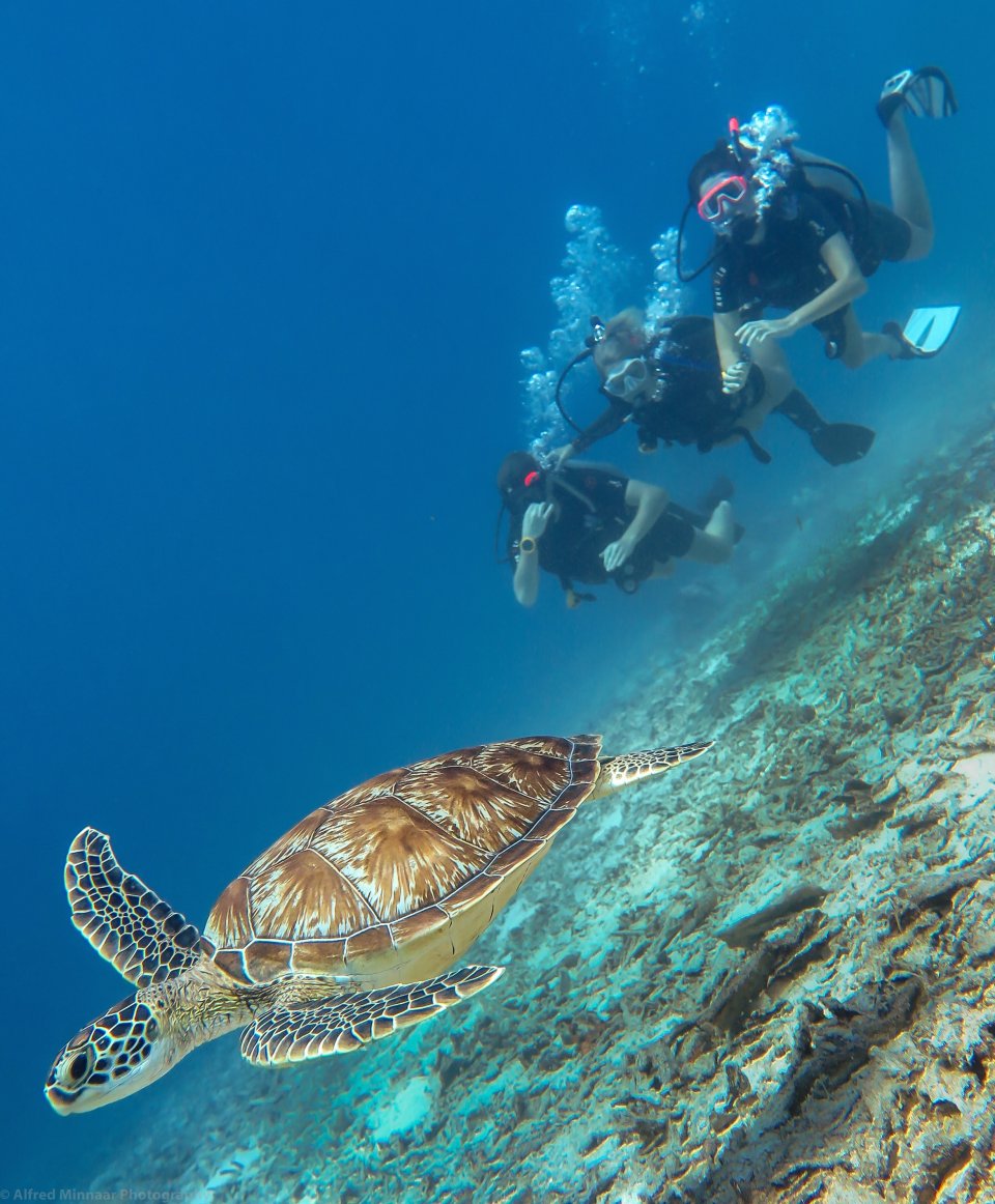 Dive the 'Turtle Capital of the World'