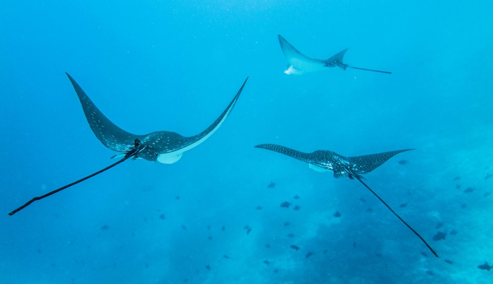 Eagle rays seen almost everyday