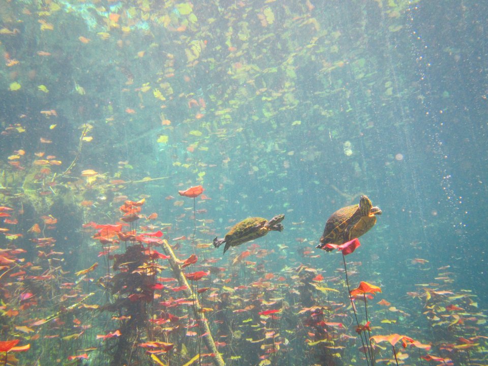 Dive site near Tulum, Mexico