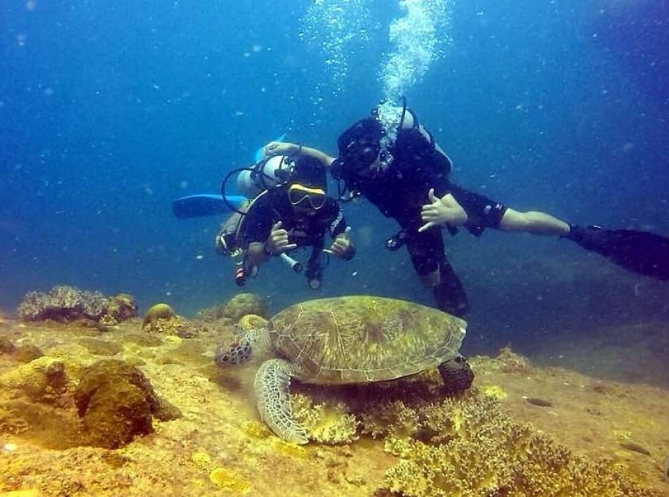 Dive with TURTLE.