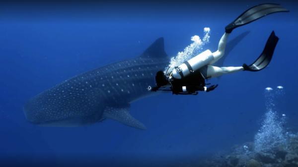 Fuvahmulah Tiger Shark Dive