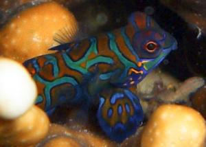 Mandarin Fish in Mabul Reef