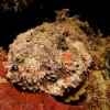 The stonefish is mimeticzed with the environment