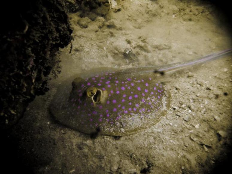 Bluespotted Stingray in D Lagoon