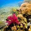 Beautiful colorful corals