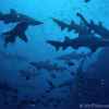 School of grey nurse sharks