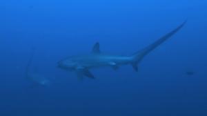 Thresher Shark (by Evolution Divecenter)