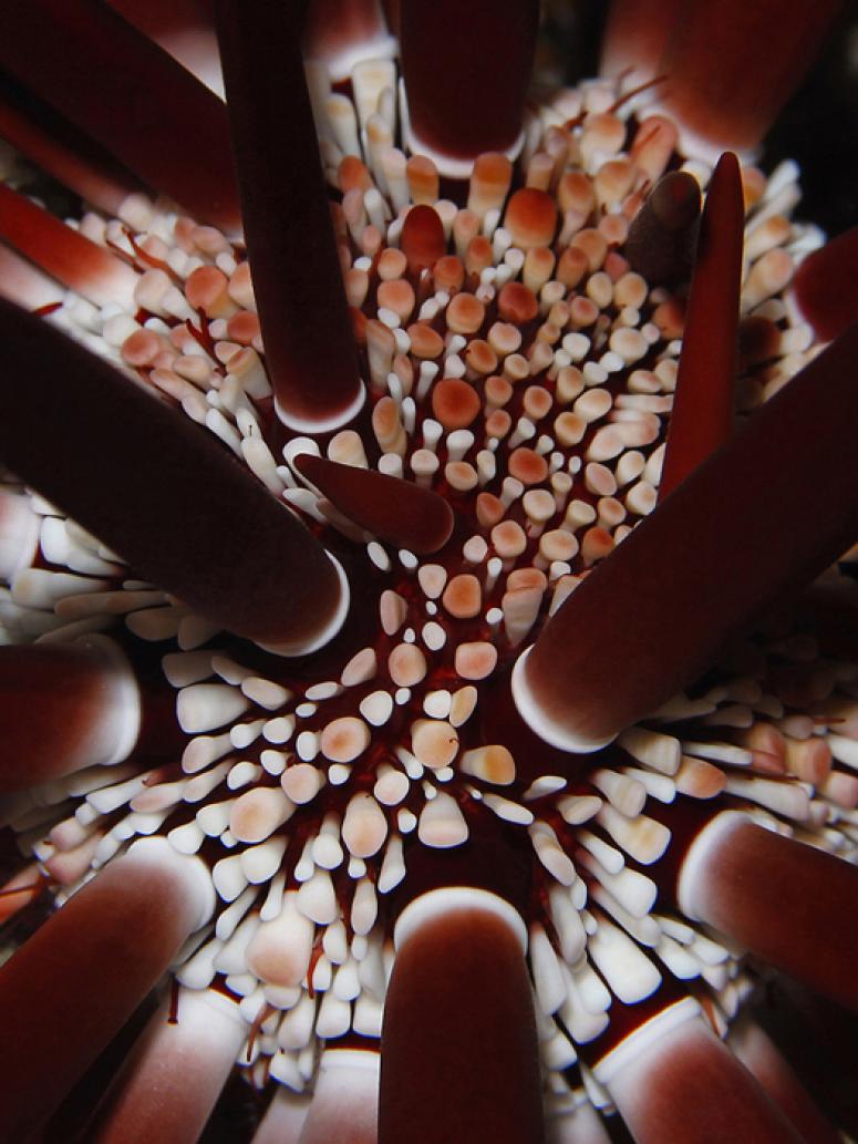 Red pencil sea urchin ( echinometra mathaei )