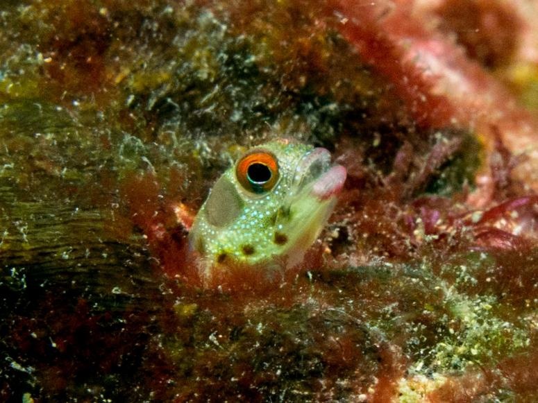 Red Eyed Barnacle Blenny
