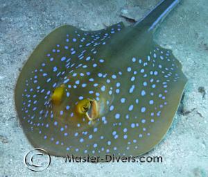 Blue Spotted Ray
