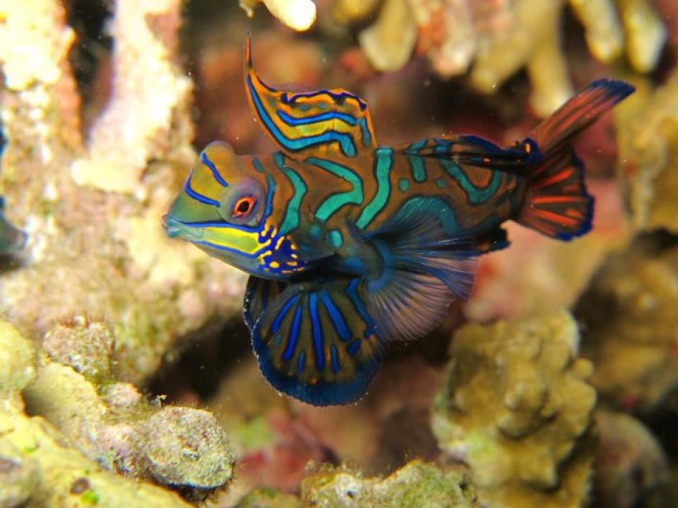 male Manfarin Fish Malapascua Island, Cebu Philippines