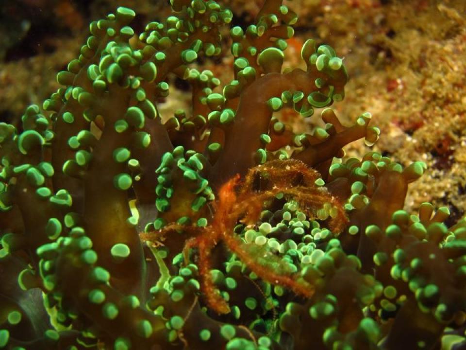 Orangutan Crab, Malapascua, Cebu