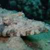 Crocodile Fish by Pharaoh Dive Club
