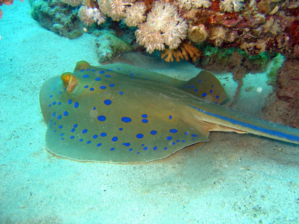 Blue Spotted Ray by Pharaoh Dive Club