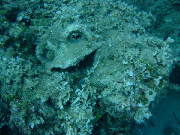 Amphora Reef