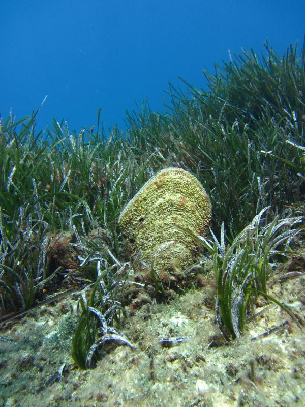 Barracuda Reef Mykonos Kalafakiona