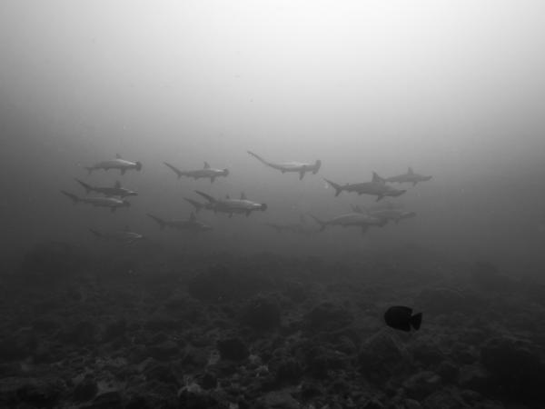 School of Hammerhead Sharks