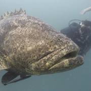 Big grouper