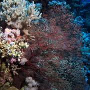 Gorgonian and reef
