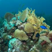Coral diving
