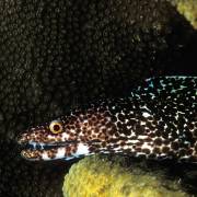 spotted Moray Eel