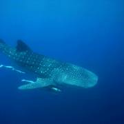 Diving With Whale Sharks - Gladden Split, Belize