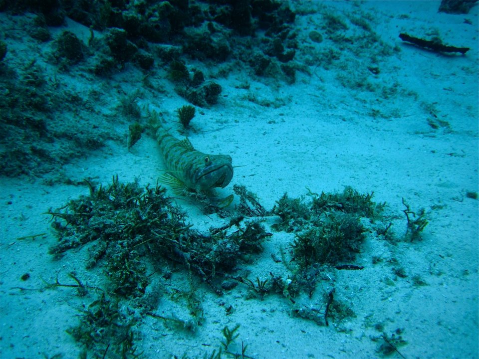 Barracuda reef