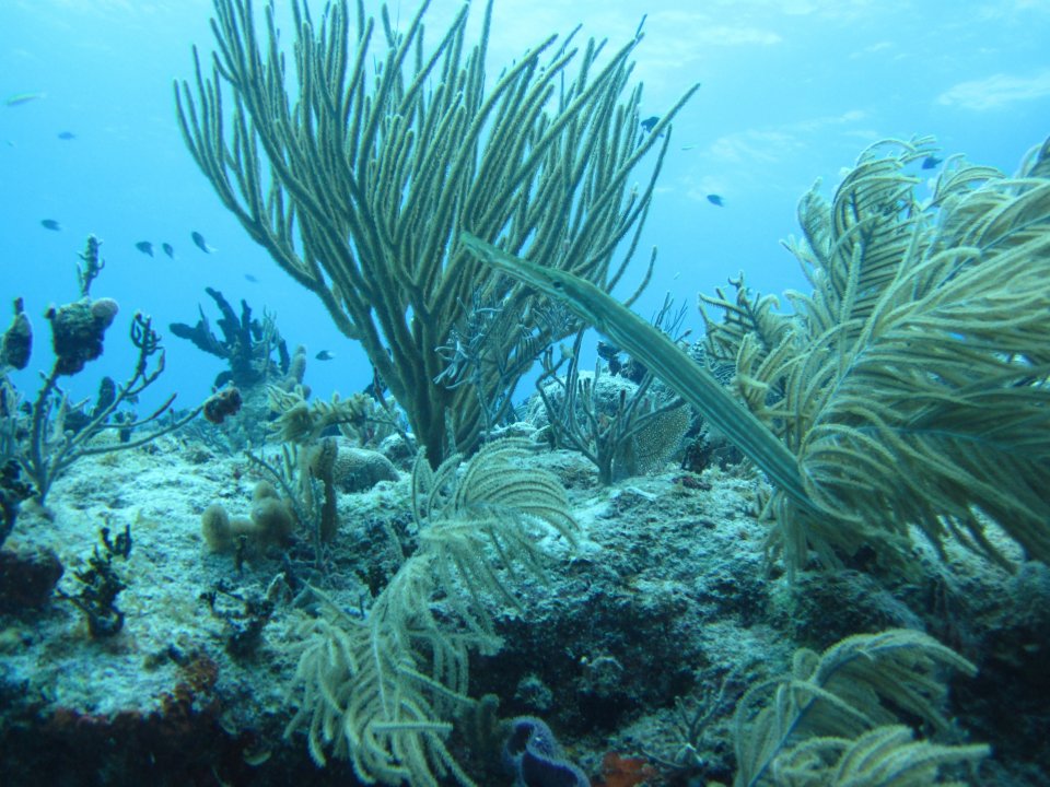 Barracuda reef