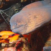 Giants morays & cleaner shrimp - Sept 2013