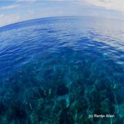 Coast Atoll Dive Site Gorontalo