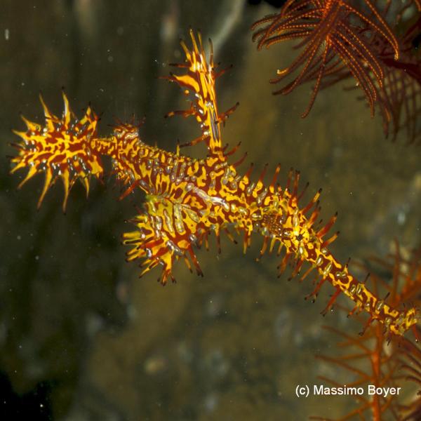 Harlequin Ghost Pipefish at Old Port Gorontalo