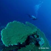 Diver with Table Coral at Mirabella Gorontalo