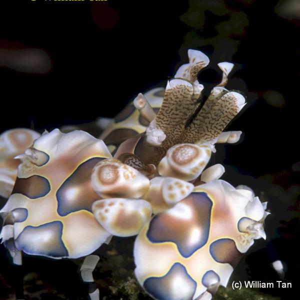 Harlequin Shrimp at Swirling Steps Gorontalo