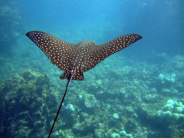 Eagle Ray Alley
