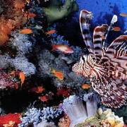 Lion fish in Jackson reef Sharm el sheikh 