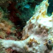 white frog fish at wreck taliarte