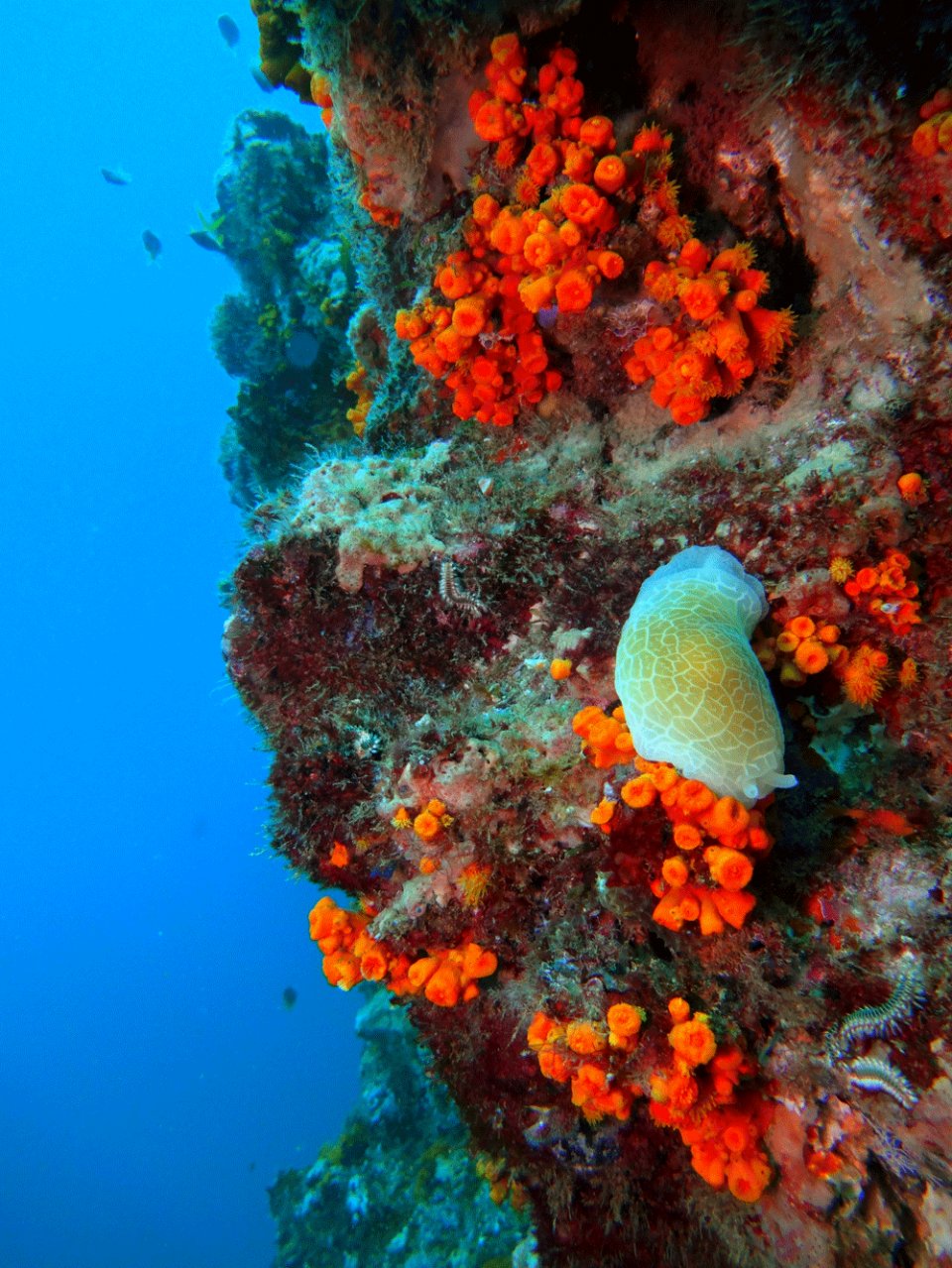 sea slug at North Rocks