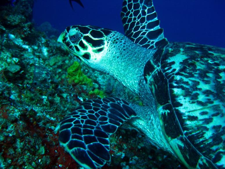 Tortuga Reef