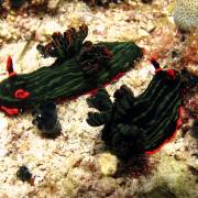 Apo <strong>Island</strong> Apo <strong>Island</strong>