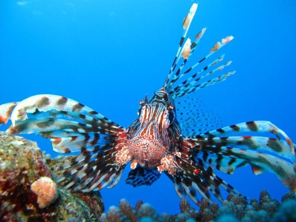 Lion Fish in Ras Mohammed