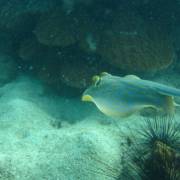 <strong>Koh</strong> Chang <strong>Koh</strong> Chang